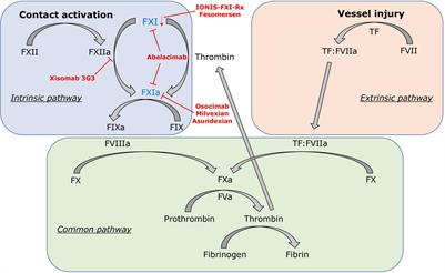 Factor XI Inhibitors for Prevention and Treatment of Venous Thromboembolism: A Review on the Rationale and Update on Current Evidence